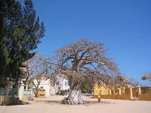 arbre à palabre (2) (Copier)