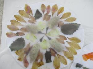 Collage de plantes en herbier (3) (Copier)