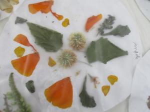 Collage de plantes en herbier (4) (Copier)