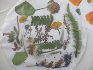 Collage de plantes en herbier (7) (Copier)