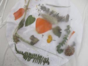 Collage de plantes en herbier (8) (Copier)