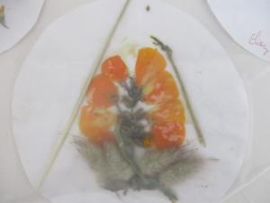 herbiers (1) (Copier)