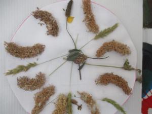 herbiers (4) (Copier)