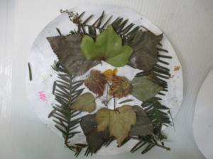 herbiers (5) (Copier)