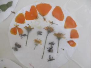 herbiers (7) (Copier)