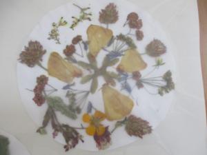 herbiers (8) (Copier)