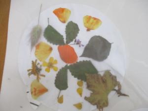 herbiers (9) (Copier)