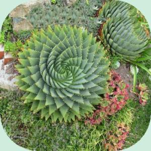 définition du mandala (5)